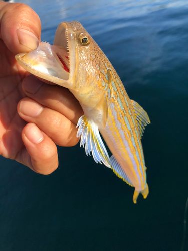 オキエソの釣果