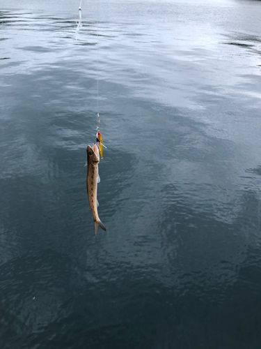 エソの釣果