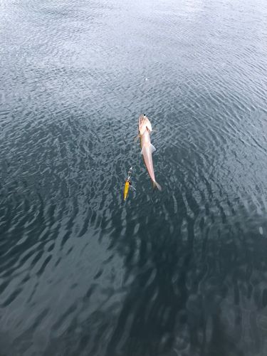 長崎湾