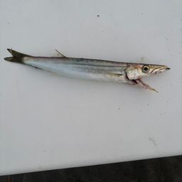 カマス