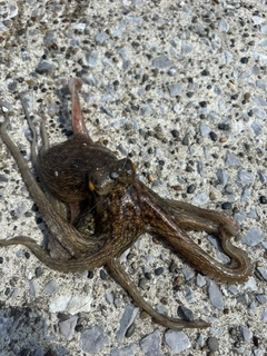 マダコの釣果