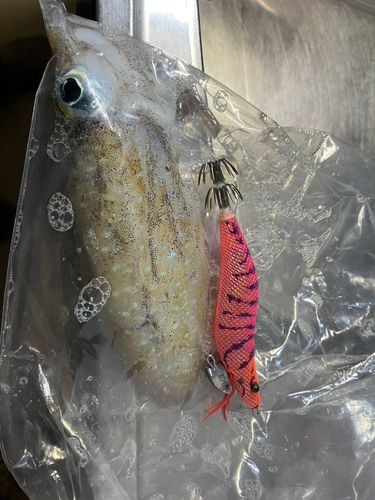駿河湾