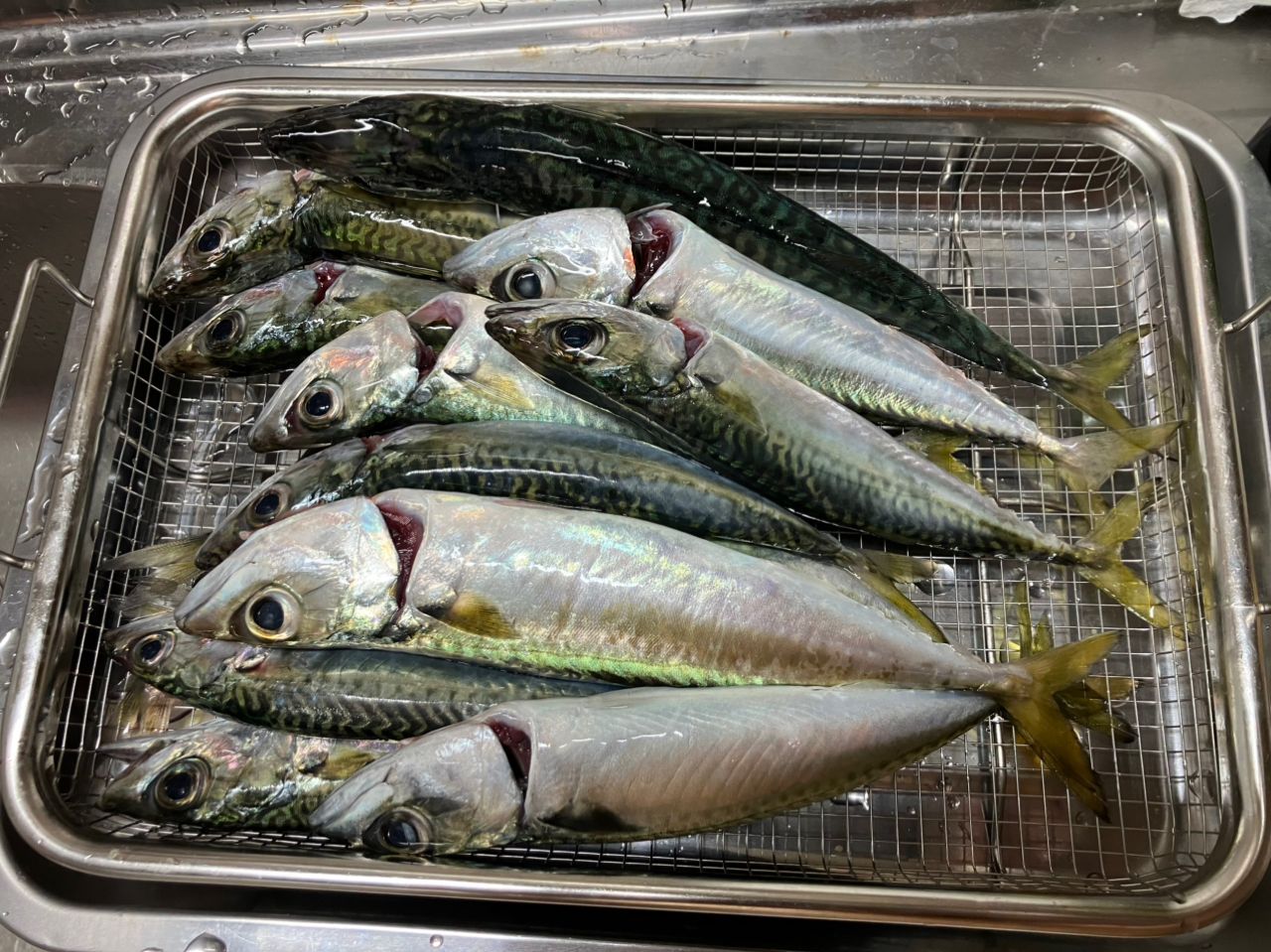 イワシ