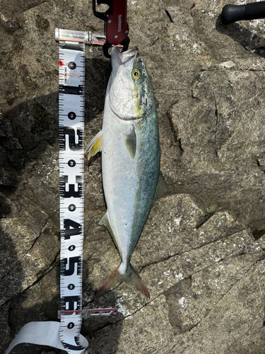 吉浜湾