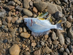 キビレの釣果