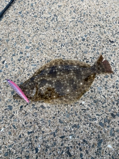 ヒラメの釣果