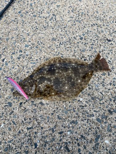 ヒラメの釣果