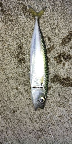 広田湾