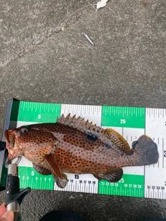 ノミノクチの釣果