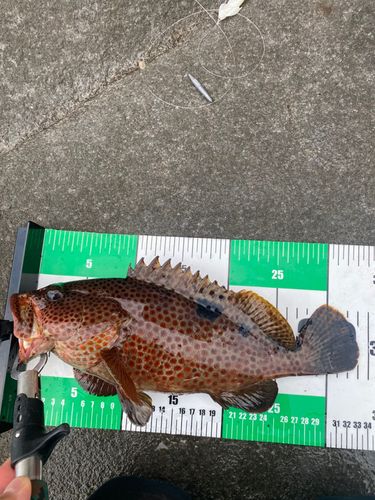 相模湾