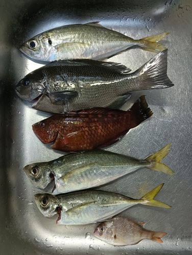 アジの釣果