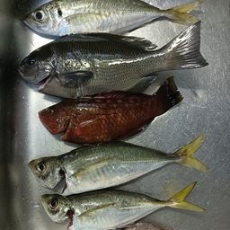 アジ