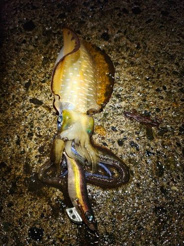 アオリイカの釣果