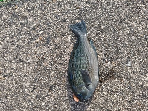グレの釣果