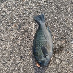 グレ