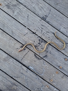 ダイナンウミヘビの釣果