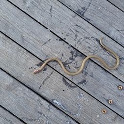 ダイナンウミヘビ