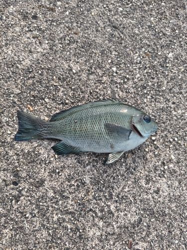グレの釣果