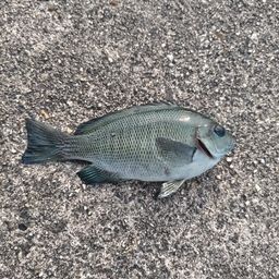 グレ