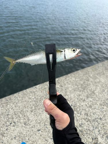 サバの釣果