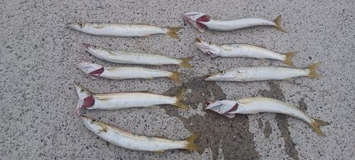 カマスの釣果