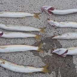 カマス