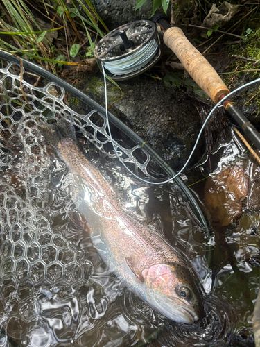 ニジマスの釣果