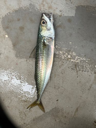 三陸海岸（青森）