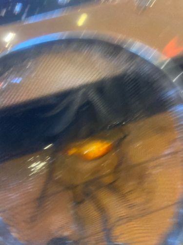 キンギョの釣果