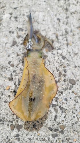 秋田火力発電所前
