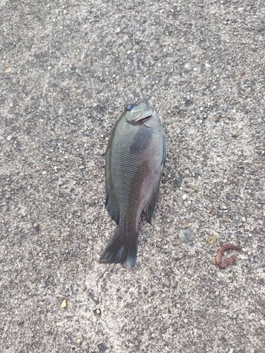 グレの釣果