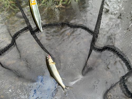 アユの釣果