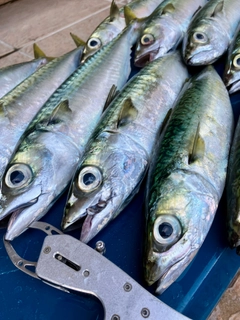 マサバの釣果