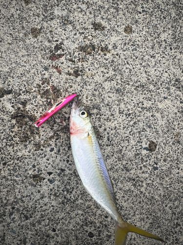 大津漁港