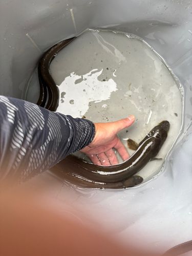 ウナギの釣果