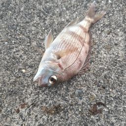 チャリコ