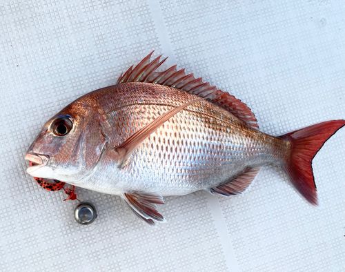 マダイの釣果