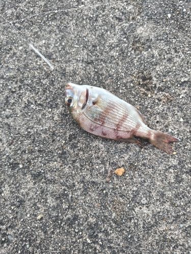 チャリコの釣果
