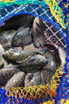 グレの釣果