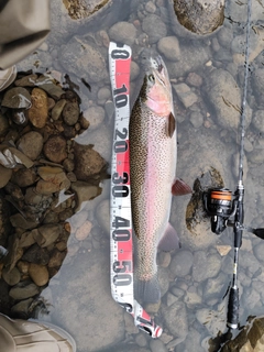 ニジマスの釣果