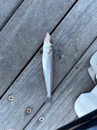 キスの釣果