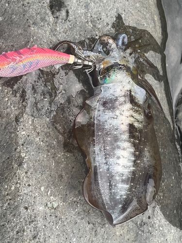 アオリイカの釣果