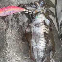 アオリイカ