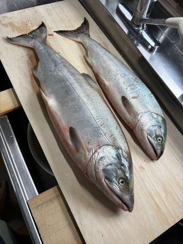 アキアジの釣果