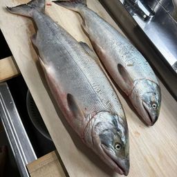 アキアジ
