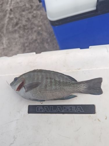 グレの釣果