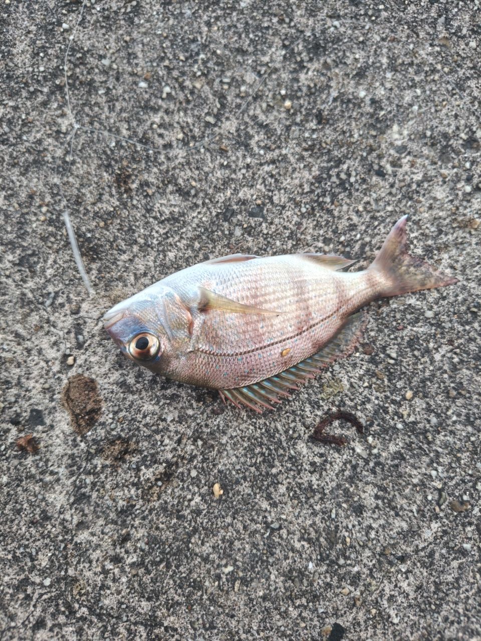 チャリコ
