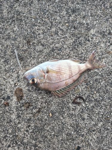 チャリコの釣果
