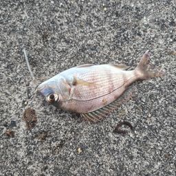 チャリコ