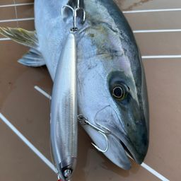 ヒラマサ
